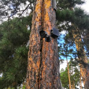Камера на дереве